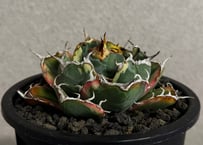 アガベ・チタノタ白鯨（覆輪）-017｜agave titanota white whale ver.margination
