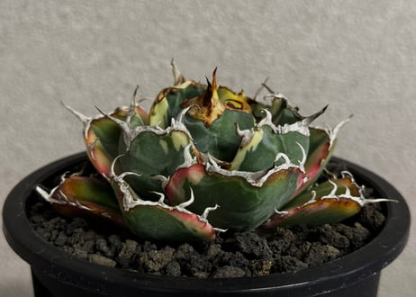 アガベ・チタノタ白鯨（覆輪）-017｜agave titanota white whale ver.margination