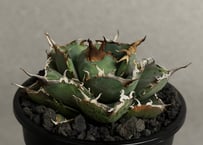 アガベ・チタノタ 澳洲鑽石(芽)-007｜agave titanota australia diamond