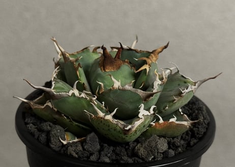 アガベ・チタノタ 澳洲鑽石(芽)-007｜agave titanota australia diamond