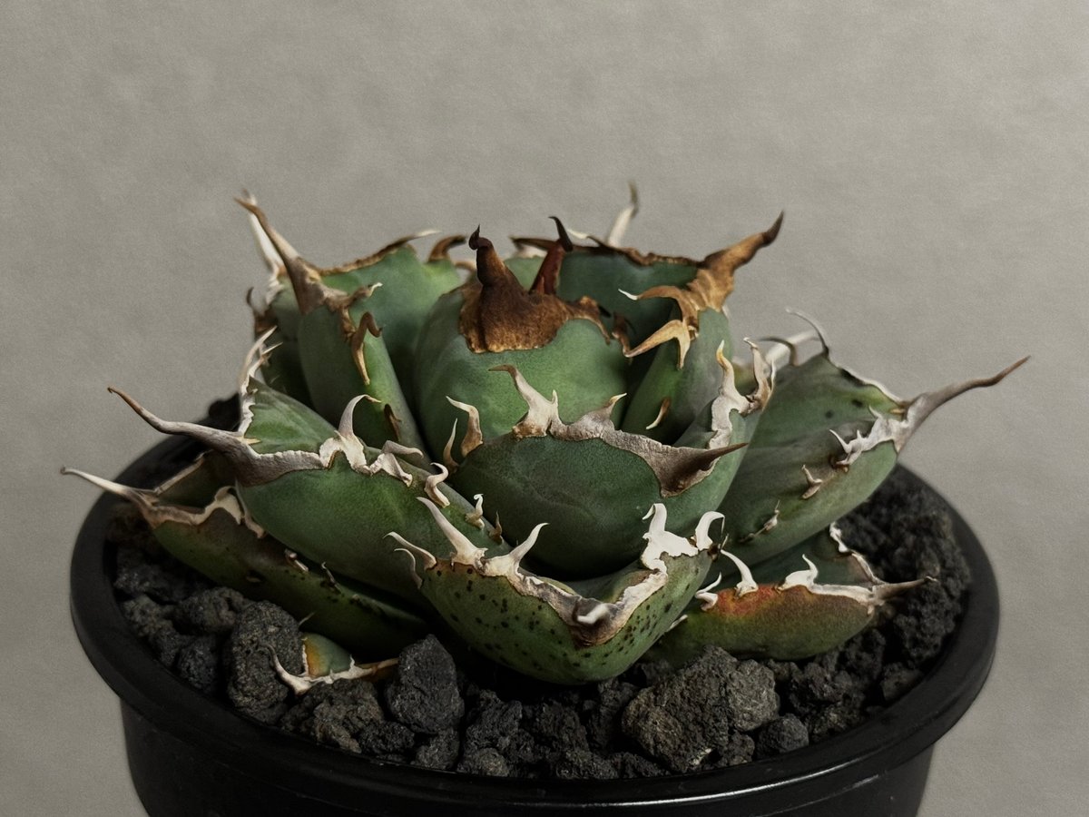 アガベ・チタノタ 澳洲鑽石(芽)-007｜agave titanota australia d