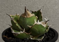 アガベ・チタノタ シーザー/凱撒 覆輪（芽）-003｜agave titanota caesa