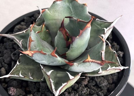 アガベ ハイブリッド・甲蟹×姫厳竜 (小株/実生)-002｜Agave hybrid isthmensis × titanota dwarf