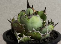 ◆厳選◆アガベ・チタノタ　ブラックアンドブルー-016｜agave titanota Black&Blue