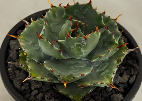 アガベ・姫蠍蟹 (小株)-012｜Agave gypsophila x isthmensis