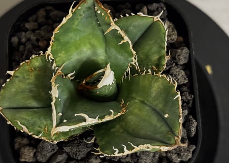 アガベ・チタノタ 蚩尤（芽）-013｜agave titanota chiyou