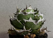 アガベ・チタノタ　阿修羅-020｜Agave titanota ashura