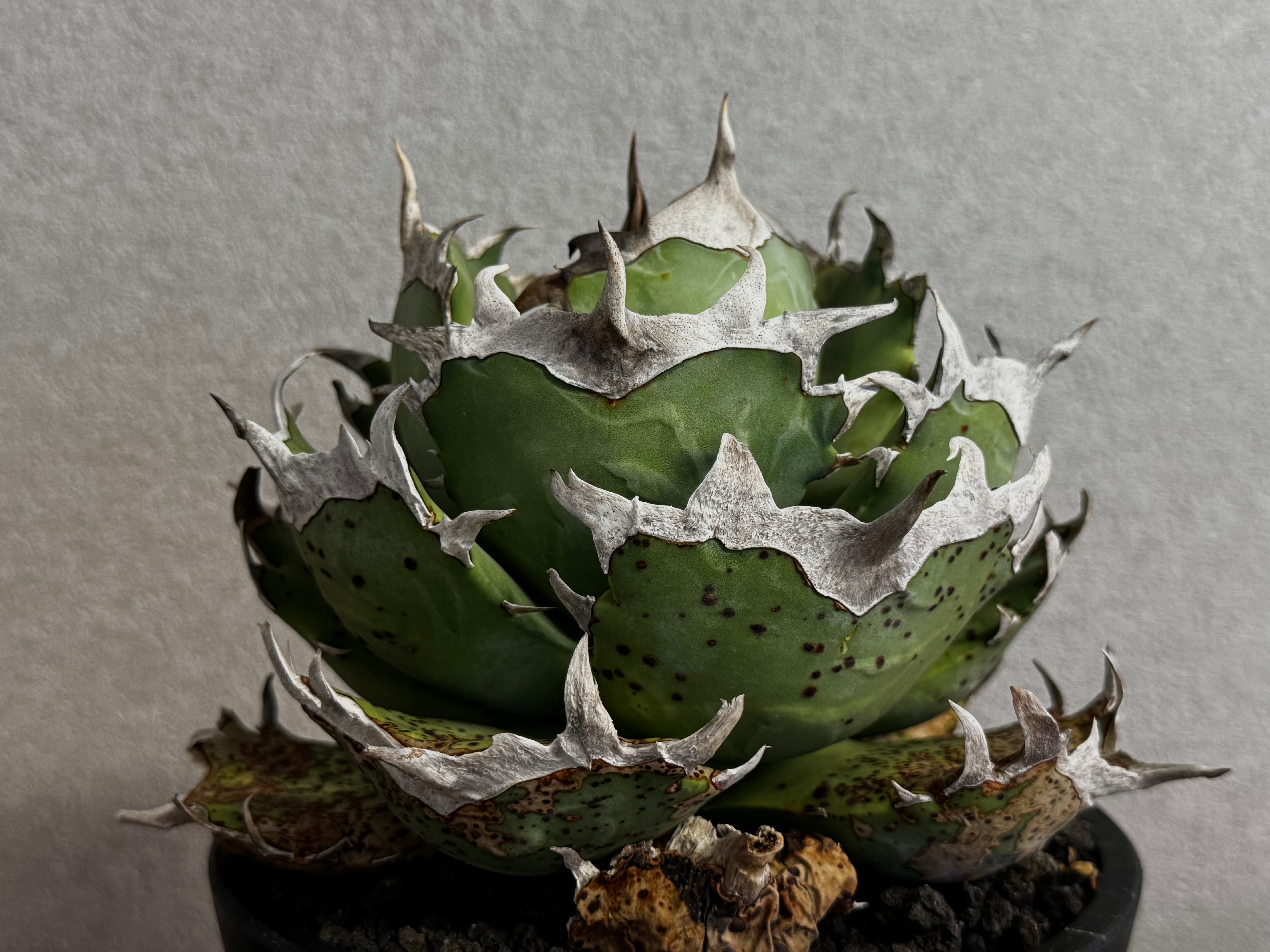 アガベ・チタノタ 阿修羅-020｜Agave titanota ashura | Plus_P