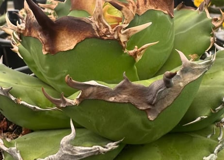 アガベ・チタノタ LQH_金（芽）001｜agave titanota venus