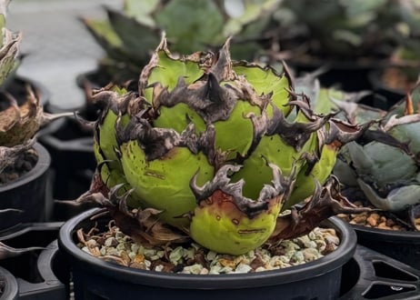 アガベ・チタノタ　USFO(芽)-002｜agave titanota USFO