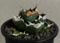 アガベ・チタノタ 白火焔(中株/台湾Hanes)-036｜agave titanota white flame