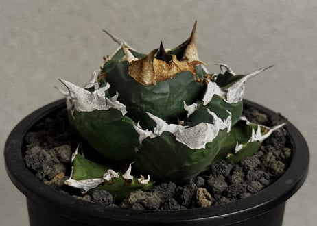 Plus_Plants STORE