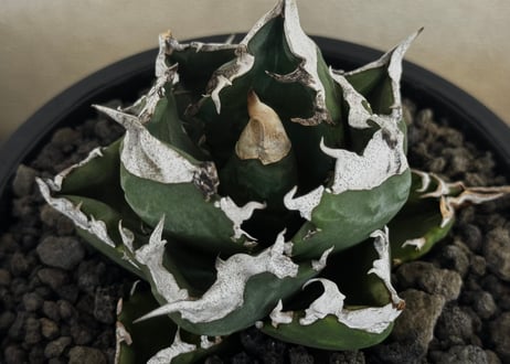 アガベ・チタノタ 白火焔(台湾Hanes)-043｜agave titanota white flame
