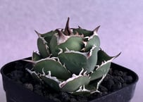 アガベ・チタノタ（ノーネーム）008｜agave titanota No Name