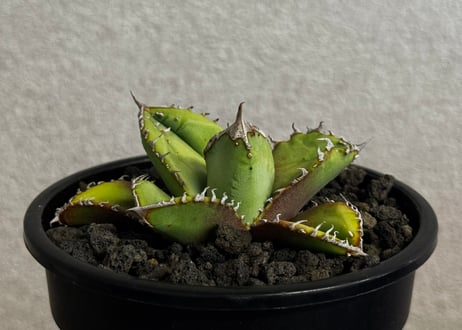 アガベ・チタノタ 鰐亀（芽）-042｜agave titanota alligator snapper
