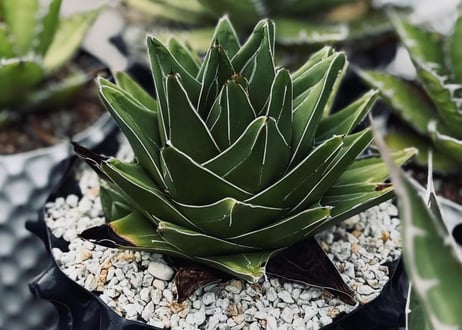 アガベ・笹の雪 スーパーワイド -005｜agave victoriae-reginae  super wide