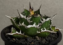 ◆厳選◆アガベ・チタノタ 海王（中株）-040｜agave titanota aqua man