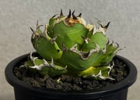 ◆厳選◆アガベ・チタノタ 姫厳竜-101｜agave titanota dwarf