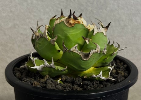 ◆厳選◆アガベ・チタノタ 姫厳竜-101｜agave titanota dwarf