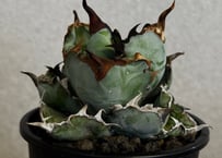 アガベ・チタノタ　ブラックアンドブルー-013｜agave titanota Black&Blue