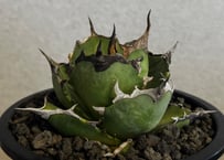 アガベ・チタノタ ハデス 黒帝斯(台湾Hanes) -043｜agave titanota hades