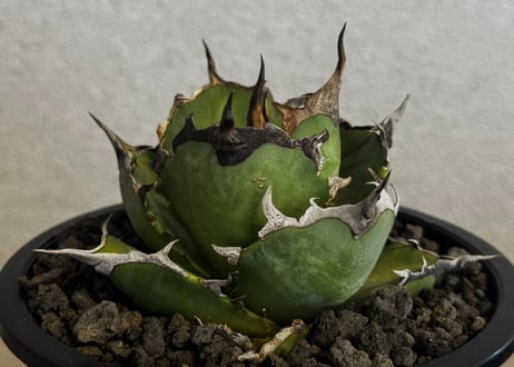 CATEGORY Titanota Hades｜黒帝斯/恐竜牙歯 | Plus_Plants