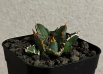 アガベ・チタノタ LQH_2（芽）001｜agave titanota LQH2