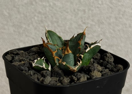 アガベ・チタノタ LQH_2（芽）001｜agave titanota LQH2