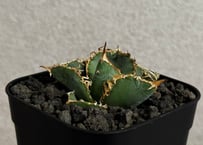 アガベ・チタノタ LQH_火（芽）-005｜agave titanota mars