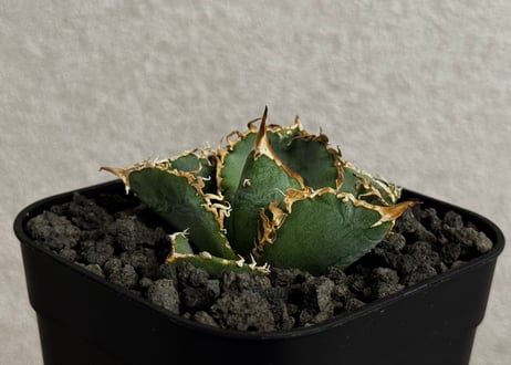 Plus_Plants STORE