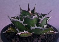 ◆厳選◆アガベ・チタノタ 海王（中株）-037｜agave titanota aqua man