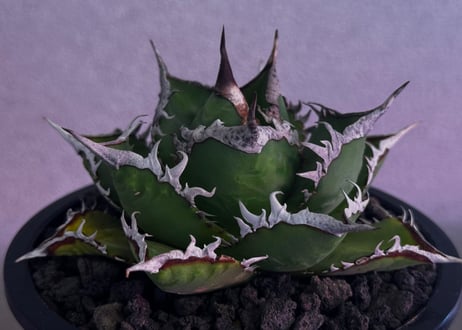 ◆厳選◆アガベ・チタノタ 海王（中株）-037｜agave titanota aqua man