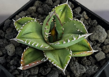 アガベ・チタノタ 鰐亀（芽）-040｜agave titanota alligator snapper