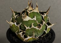 アガベ・チタノタ白鯨（ボールタイプ）中-101｜agave titanota white whale