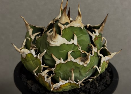 アガベ・チタノタ白鯨（ボールタイプ）中-101｜agave titanota white whale