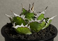 ◆厳選◆アガベ・チタノタ 海王（中株）-043｜agave titanota aqua man