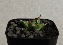 アガベ・チタノタ シーザー/CJ血統（凱撒）芽-020｜agave titanota caesar