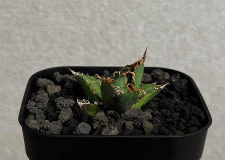 アガベ・チタノタ シーザー/CJ血統（凱撒）芽-020｜agave titanota caesar