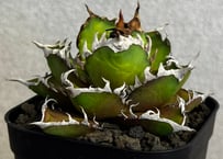 アガベ・チタノタ　赤猫(小株)013｜agave titanota redcat weezle