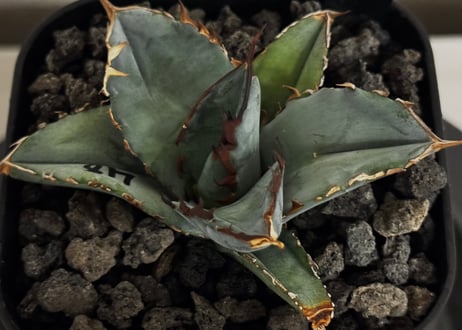 アガベ・チタノタブルー選抜/L18（芽）-005｜agave titanotablue_L18