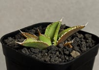 アガベ・チタノタ 万妖后（芽）-007｜agave titanota wan yao hou