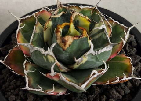 アガベ・チタノタ白鯨（覆輪）-017｜agave titanota white whale ver.margination