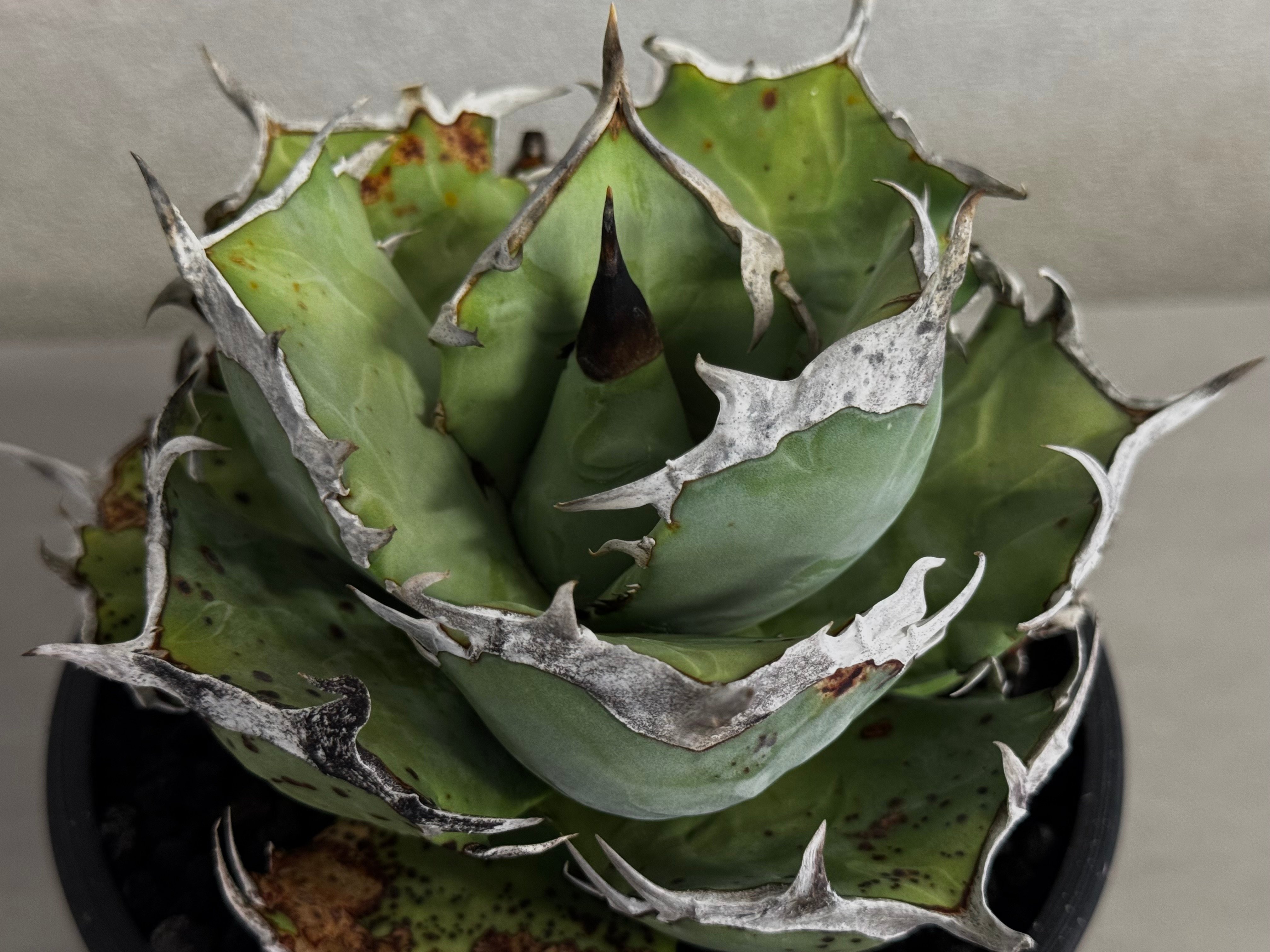アガベ・チタノタ 阿修羅-021｜Agave titanota ashura | Plus_P