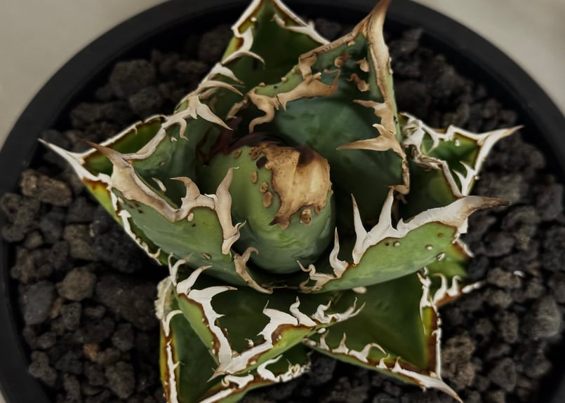 観葉植物 アガベ チタノタ 野龍 ライト育成株