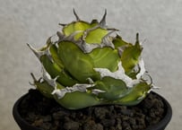 アガベ・チタノタ 中国螃蟹（厳選コンパクト）- 013｜agave titanota Crab