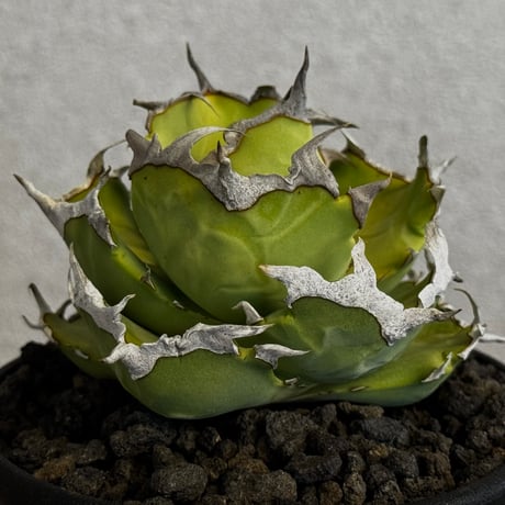 アガベ螃蟹 | STORES