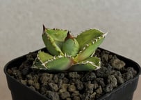アガベ・チタノタ 鰐亀（芽）-041｜agave titanota alligator snapper