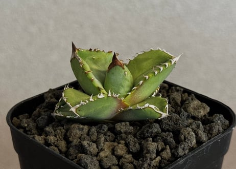 アガベ・チタノタ 鰐亀（芽）-041｜agave titanota alligator snapper