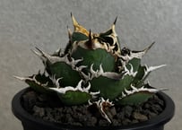 ◆厳選◆アガベ・チタノタ 海王（中株）-037｜agave titanota aqua man