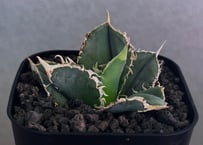 アガベ・チタノタ 白毫刺（芽）-026｜agave titanota